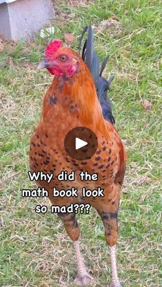 a brown chicken standing on top of a grass covered field