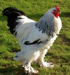 a black and white rooster standing in the grass