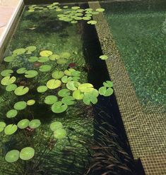 water lilies are growing in the pond and on the side of the house,