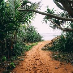 a dirt path leading to the ocean through some trees and bushes with water in the background