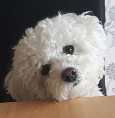 a small white dog sitting on top of a wooden table