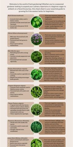 an info sheet describing the different types of plants that are in this garden and how to grow