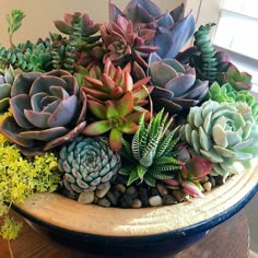 there are many succulents in the pot on the table