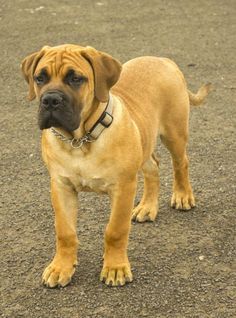 a brown dog standing on top of a dirt field