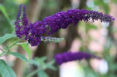 purple flowers are blooming in the forest