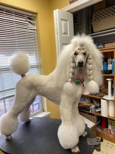 a white poodle standing on top of a table