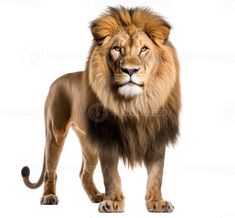 an adult lion standing and looking at the camera, in front of a white background