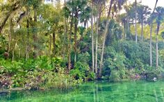 green water surrounded by trees and vegetation