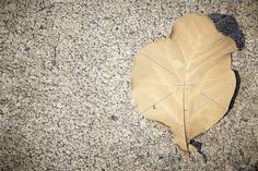 a fallen leaf on the ground