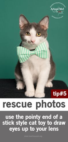 a grey and white cat wearing a bow tie with caption below that reads rescue photos use the pointy end of a stick style cat toy to draw eyes up to your lens