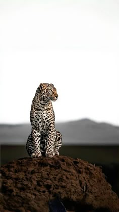 a leopard sitting on top of a rock in front of a mountain and looking off into the distance