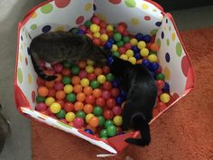 two cats playing in a ball pit on the floor