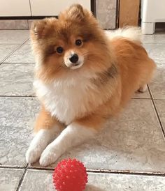 a small brown and white dog laying on the floor next to a red toy ball