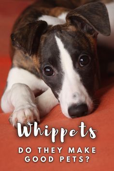 a brown and white dog laying on top of a red carpet with the words whippets do they make good pets?