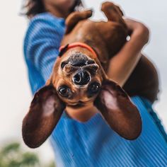 a person holding a dog up in the air