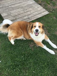 a large brown and white dog laying on top of a grass covered field next to a wooden walkway