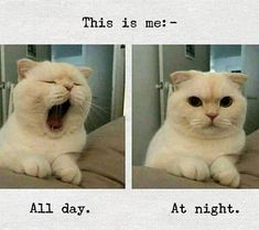 two pictures of a cat yawning with caption that reads me all day at night