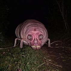 a creepy looking spider crawling in the grass