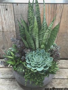 an arrangement of succulents and other plants in a pot