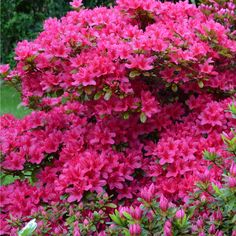 pink flowers are blooming in the garden