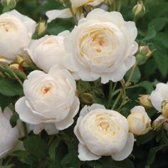 white roses are blooming in the garden