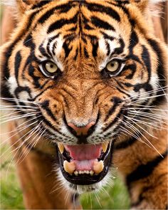 a close up of a tiger with its mouth open