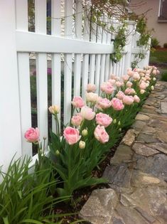 some pink and white flowers by a white fence