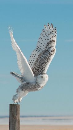 an owl flying in the air with its wings spread