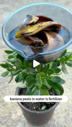 a banana peel in water is fertilizer on top of a potted plant