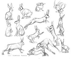 some drawings of rabbits in various poses