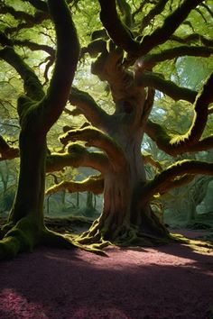 a large tree with moss growing on it's trunk