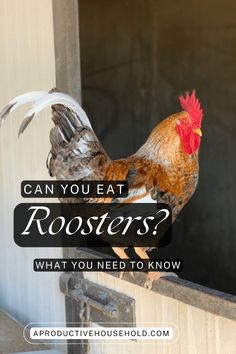 a rooster standing on top of a window sill with the words can you eat roosters? what you need to know