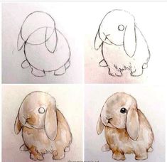 four drawings of different types of animals in various stages of development, including an elephant and a rabbit