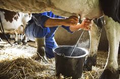 a man is milking a cow from a bucket