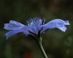 a blue flower that is blooming in the dark