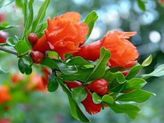 bright orange flowers are blooming on a tree branch with green leaves and red berries