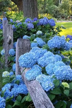 blue flowers are growing on the side of a wooden fence in front of a tree