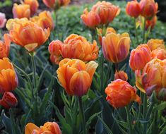 many orange and yellow tulips in a garden