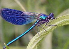 a blue dragonfly sitting on top of a green leaf