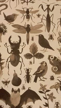 an image of bugs and insects on a white background