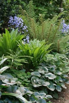 a garden filled with lots of green plants and flowers next to a sidewalk in front of trees