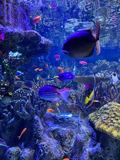 an aquarium filled with lots of different types of fish and corals in it's tank