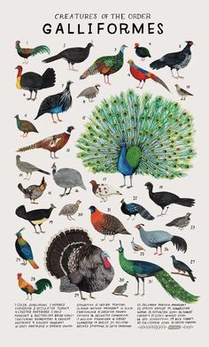 a poster with different types of birds and their names on it's back side