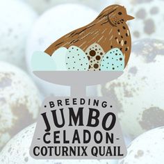 a bird sitting on top of an egg tray with eggs in it and the words feeding jumbo - celadon cournix quail