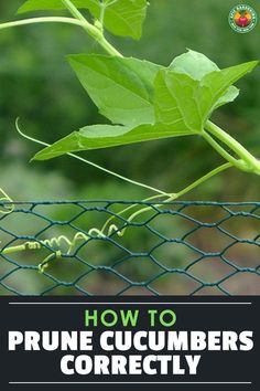 the cover of how to prune cucumber's correctly, with green leaves