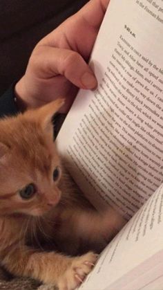 an orange kitten sitting on top of a person reading a book