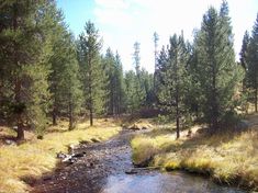 a stream running through a forest filled with lots of tall grass and trees on both sides