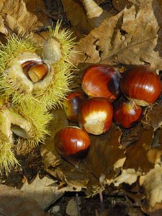 some chestnuts and leaves on the ground