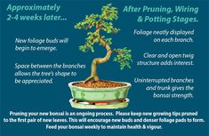 a bonsai tree with instructions on how to grow it