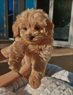 a small brown dog standing on top of a bed